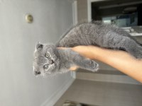 Scottish fold üç aylık kedimiz