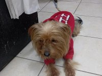 Yorkshire terrier 2 yaşında