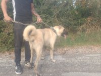 Köpeğimizi çiftleştirmek için dişi lazım