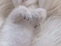 British Shorthair Kedisi
