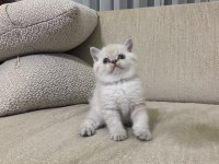 Koca Kafa Kedilerimiz Aa Kalıte Safkandır