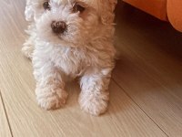 2.5 aylık 0 numara maltipoo max 3 kg olur