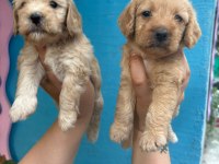 1 aylık Maltipoo yavrularımız