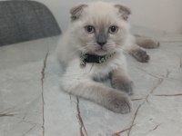 Güzel scottish fold bebeklerimiz sahiplenilmeye hazır