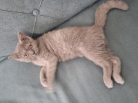 3 aylık british shorthair
