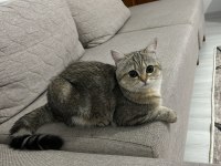 Kedimiz Pofimizi sahiplendiriyoruz