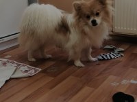 1 yaşında spitz