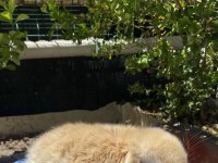 ORJINAL CÜCE VE MİNİ LOP TAVŞANLAR