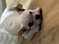 French bulldog yavru