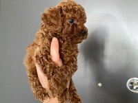 Red Brown Poodle Yavrularım Ev Üretimi