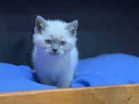 A kalite teslime hazır british shorthair yavrularımız