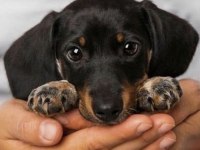 A kalite dachshund yavrular