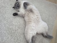 British Shorthair Bluepoint Kedimiz