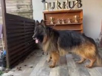 Ruhsatlı çiftlikten A kalite alman çoban köpeği