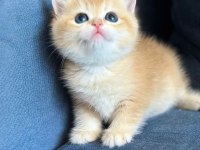 A Kalite British Shorthair Golden Yavrular