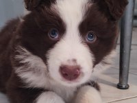 Şecereli anne babadan kahverengi beyaz border collie yavru