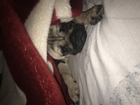 Eşleştirmek için erkek pug acil