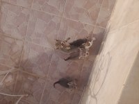 Yavru sokak kedileri