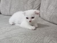 Acil Yavru scottish fold