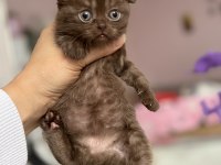 Çikolata british shorthair yavru