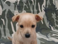 Minyatür pinscher yavrularımız sahiplendirilecek