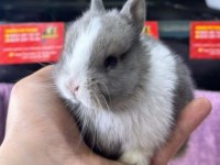 CÜCE NETHERLAND DWARF TAVŞAN YAVRULARIMIZ