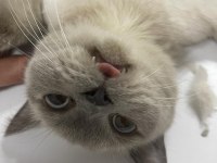 British Blue Point british shorthair kızıma DAMAT arıyoruz