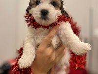 Orijinal morkie yavruları