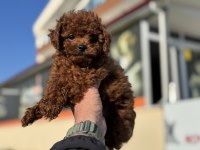 Petmode köpek çiftliğinden ziyarete açık toy poodle