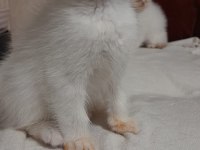Minik kedimiz pudingi mi kim ister