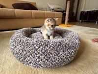Golden Scottish Fold Dişi Yavrumuz Yeni Yuvasını Arıyor