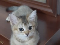 Black Golden British Shorthair tatlılık