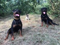 40 günlük koca kafa rottweiler yavrular