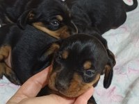 Dachshund sosis yavru
