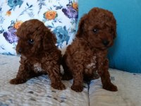 Toy poodle yavrularımız