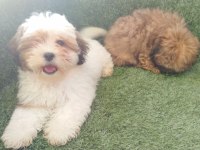 Shih tzu melezi köpeğimiz