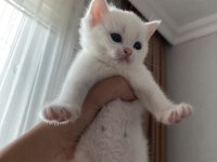 Beyaz British Shorthair