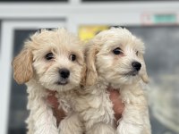 Wc Eğitimli En Güzel Mini Boy Maltipoo Yavrular