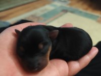 Muhteşem Minyatür Pinscher yavruları