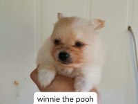 Pomeranian yavru