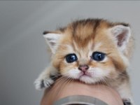 British shorthair kedisi