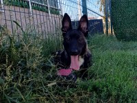 UST DUZEY DİŞİ MALINOIS YAVRUM