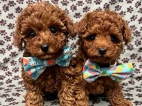 A Kalite Toy Poodle Bebekler 