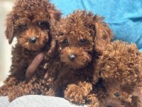 Yasal ruhsatlı çiftlikte ziyarete açık toy poodle