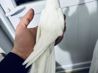 Heavy cf erkekler eşe hazır yaşında kuşlar