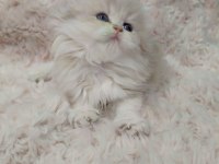 Yumoş Kedilerim