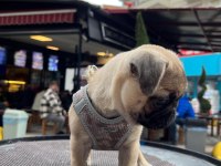 3 Aylık pug Dişi