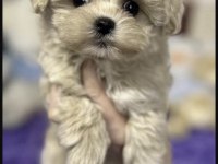 Maltipoo Safkan Köpeği