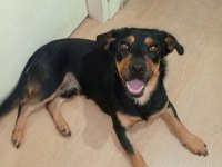 Rottweiler kırma ücretsiz
