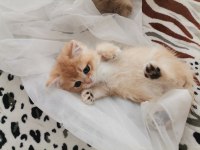 Teslime hazır british shorthair bebekler